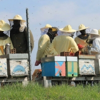 Bee My Job