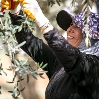 A woman is working on an olive tree