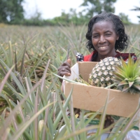 A woman shows off her pineapple harvest