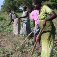 A group of four working in a field
