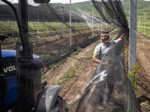 A man in a field in a farm is pulling some netting along between metal or concrete posts. The soil looks ploughed, and there is a tractor in the foreground.