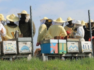 Bee My Job
