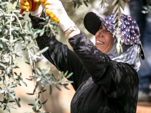 A woman is working on an olive tree