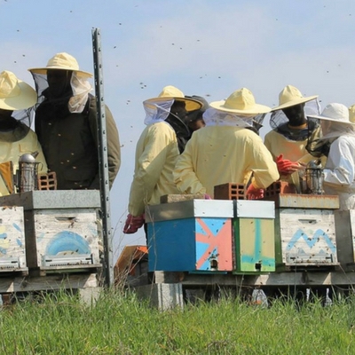 Bee My Job