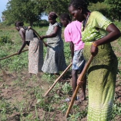 A group of four working in a field