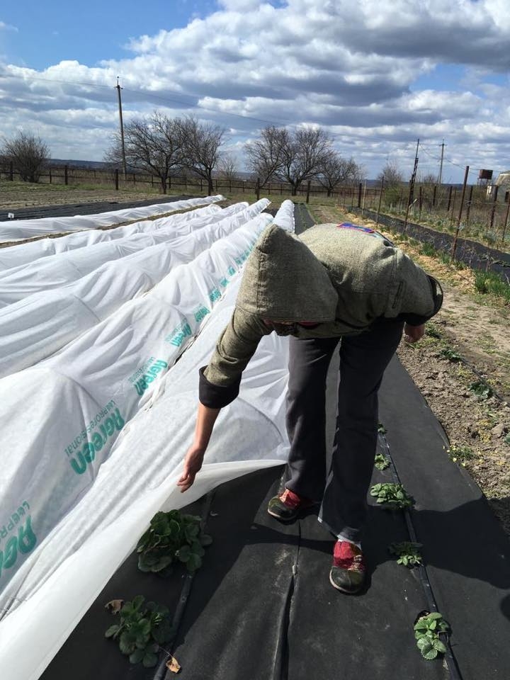 Person working outdoors with plants.