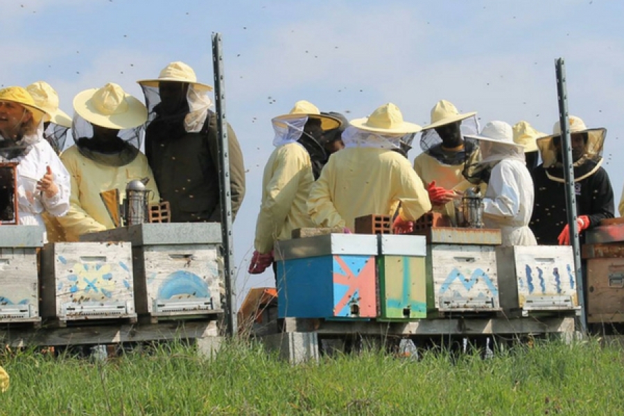 Bee My Job