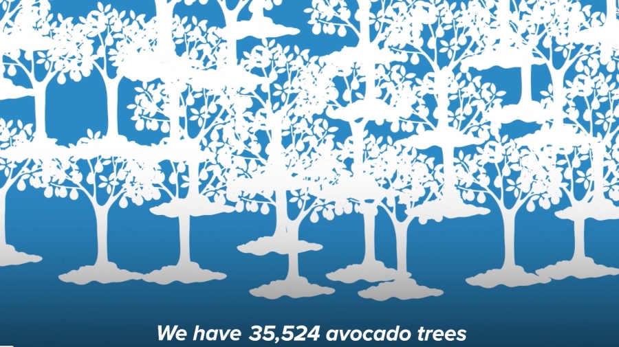Still from video showing drawings of white trees on blue background
